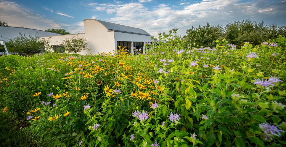 view of the Museum from Bobbie's Meadow