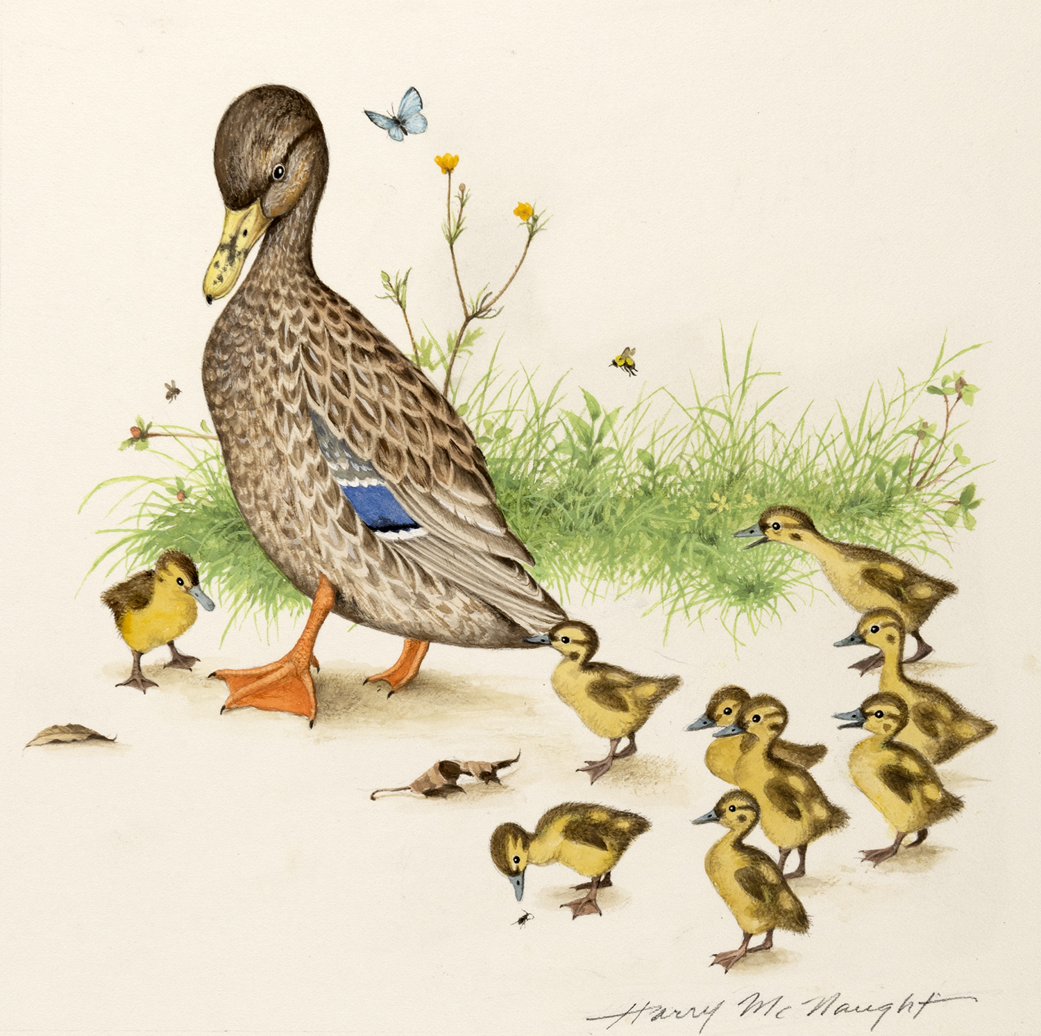 Illustration of duck and ducklings 