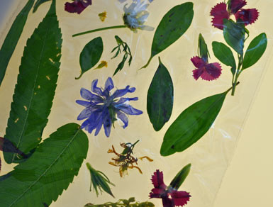 Materials Play at The Eric Carle Museum: leaf collage on contact paper