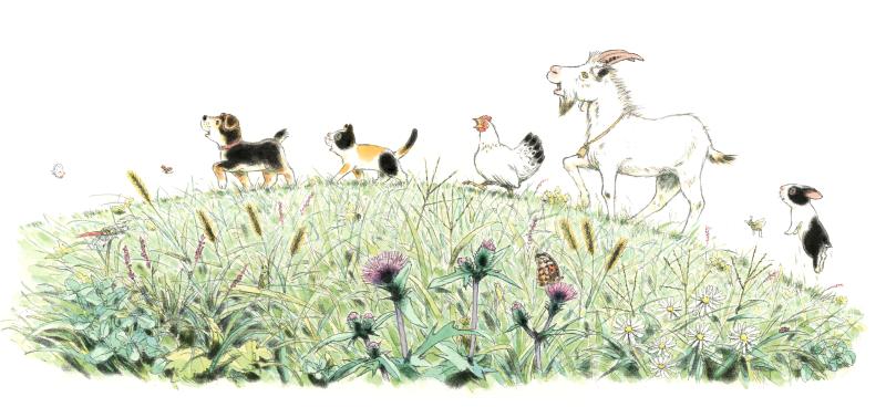 Illustration of dog, cat, rooster, goat, and cat walking on flowery hill.
