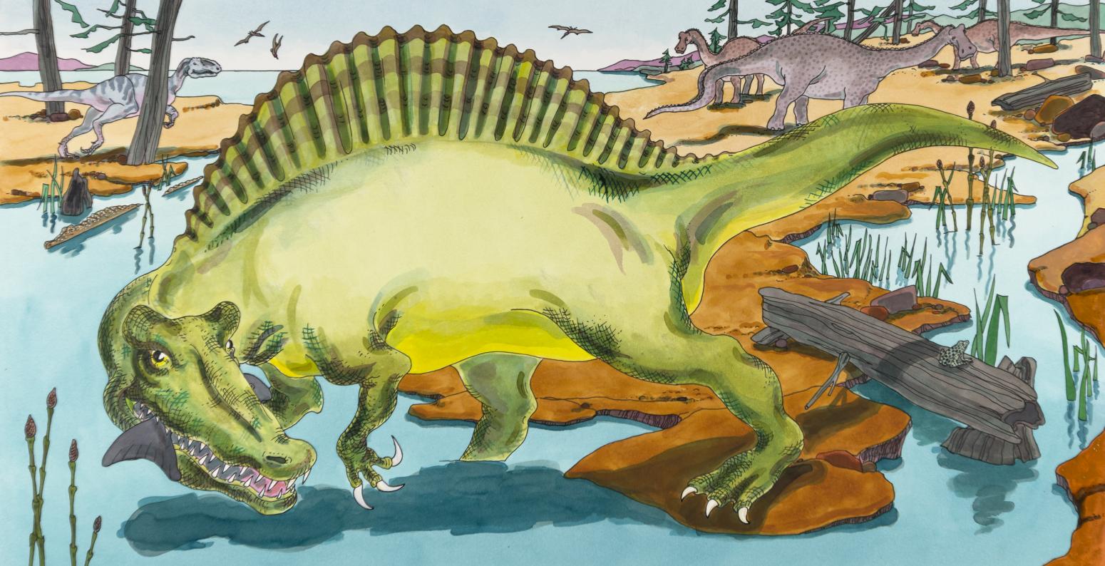 Illustration of spinosaurus walking through water. 