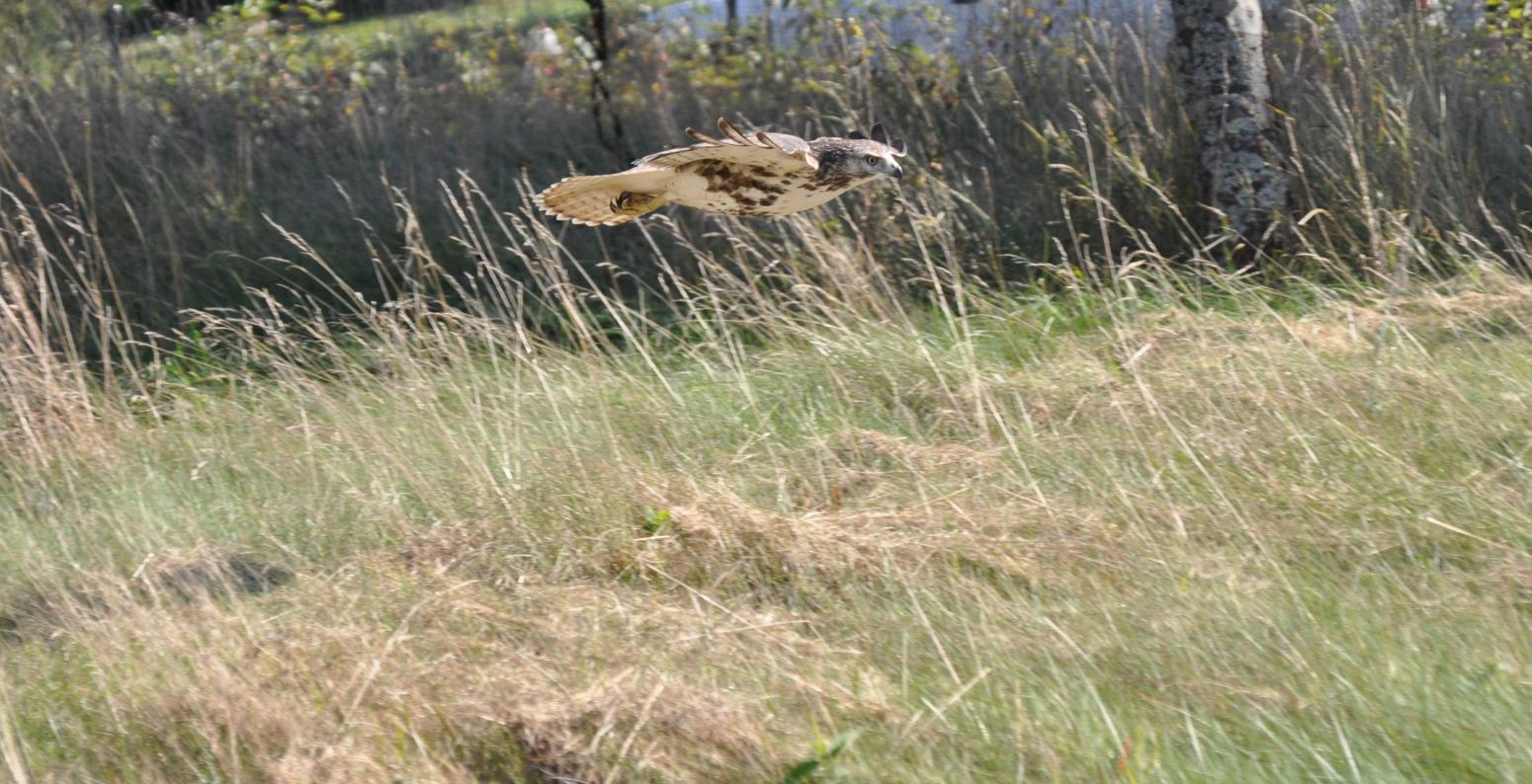 A red-tailed hawk soars across the meadow
