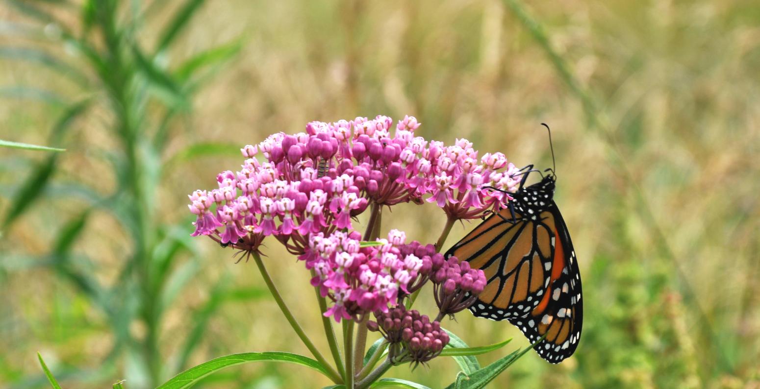 DSC_0269_1.jpg A monarch butterfly and caterpillar on a milkweed plant.
