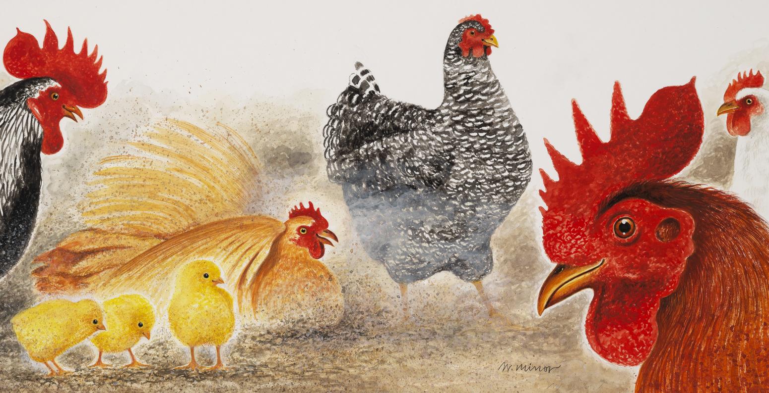 Minor.jpg Chickens and roosters are pictured.