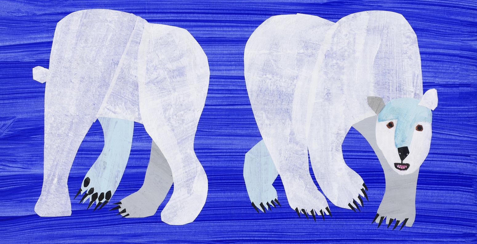 Illustration of polar bear from front and behind. 