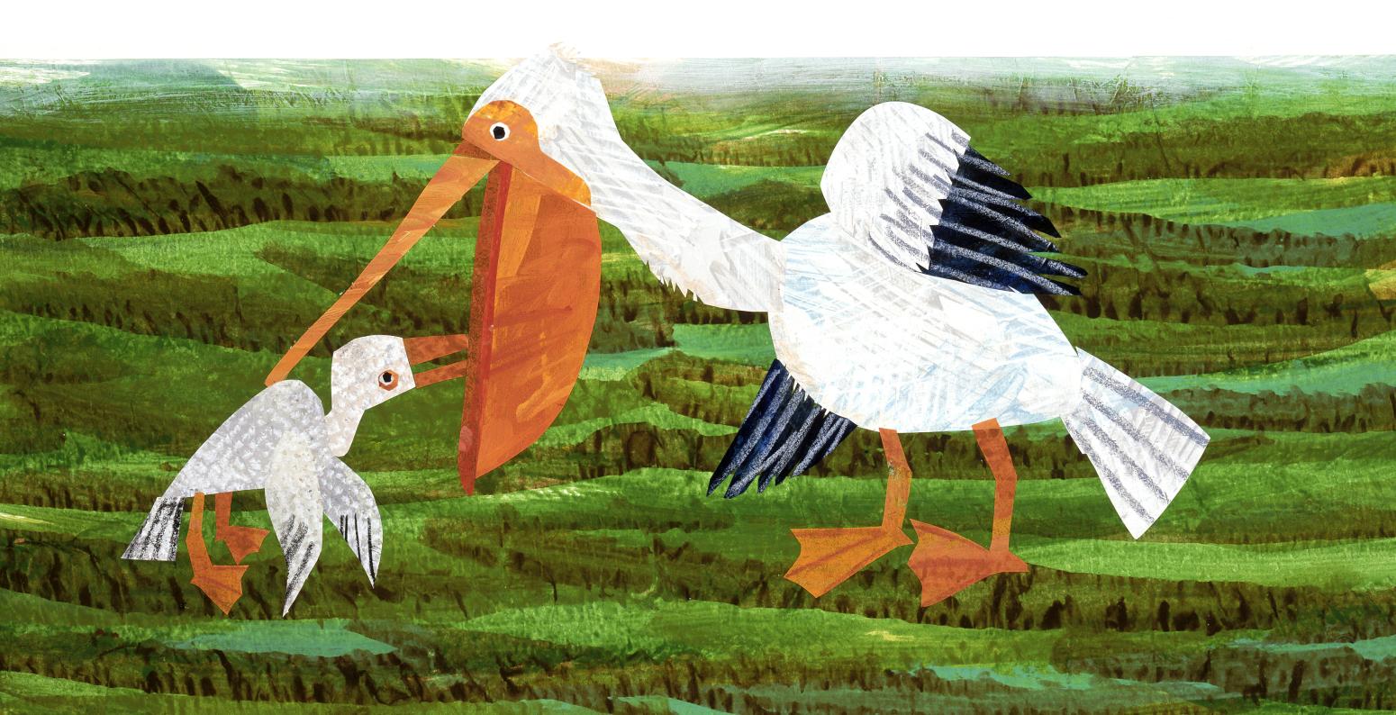 Illustration of pelican with baby pelican. 