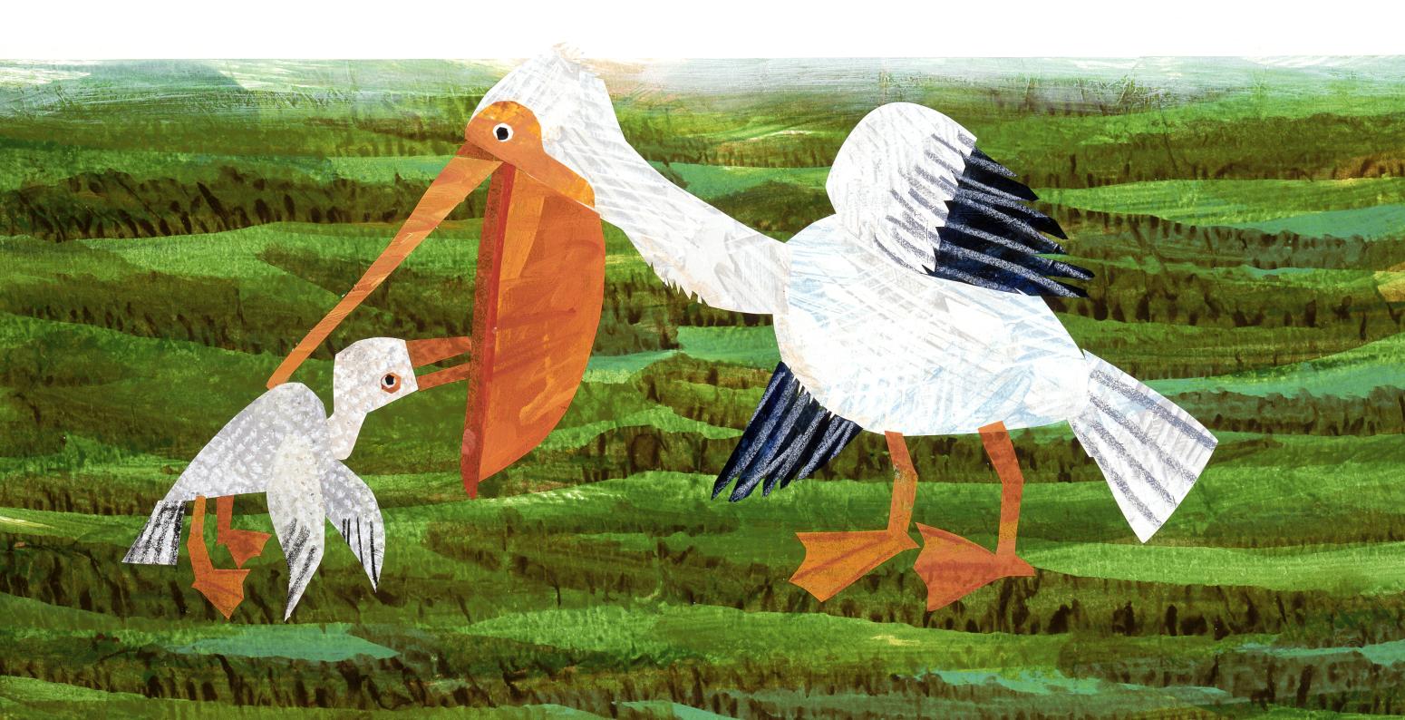 Illustration of pelican with baby pelican.