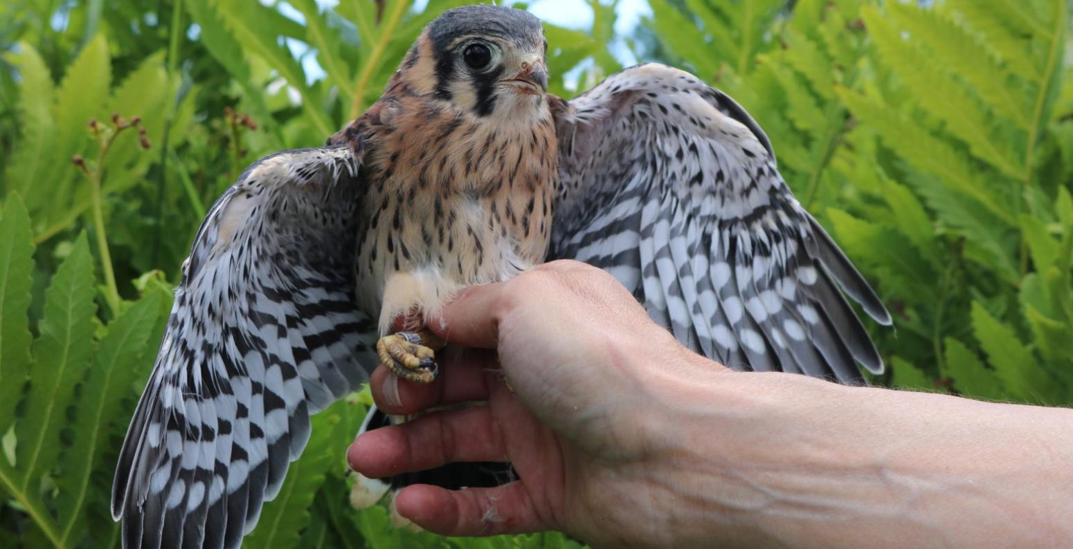 American kestrel bird perched on a hand.