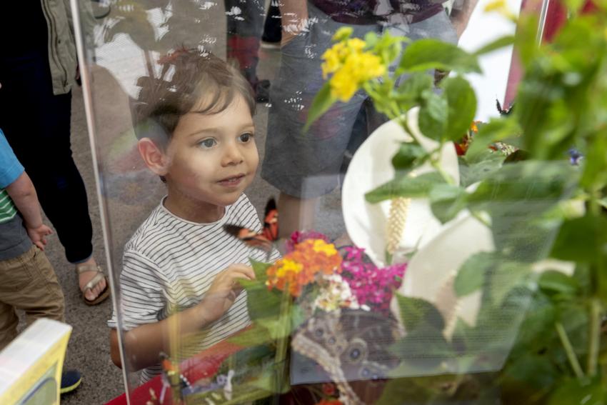 Child looking at display of live butterflies. 