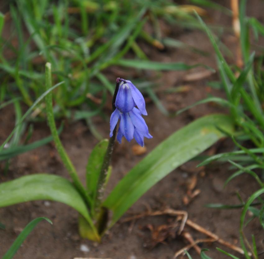 A purple scilla flower growing out of the ground.