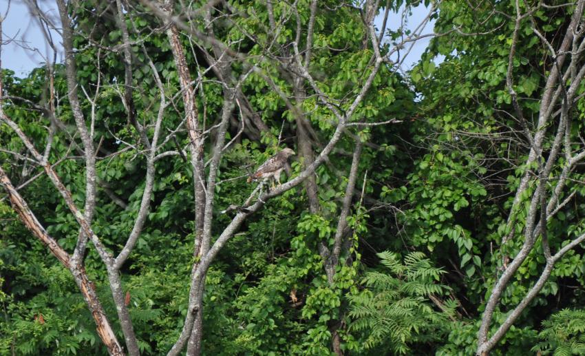 A red tailed hawk perches in a tree in Bobbie's Meadow.