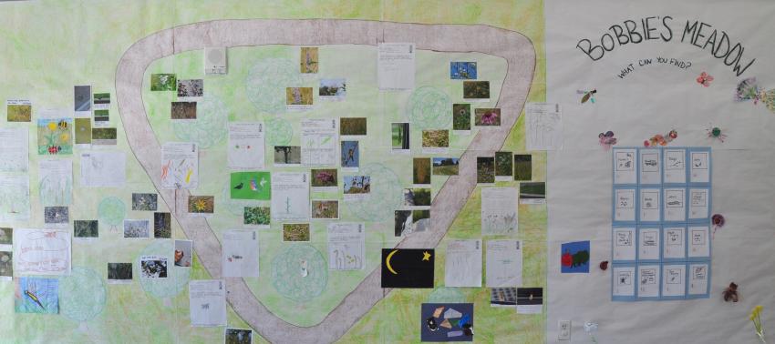 A display wall with a map of Bobbie's Meadow populated with images and drawings of observations.