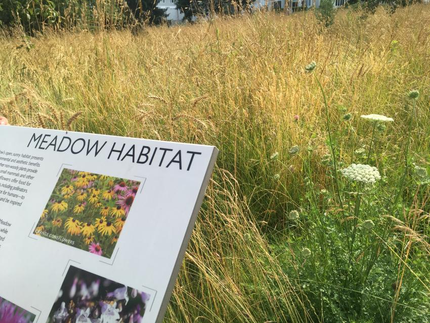 A sign against the backdrop of the meadow that says "Meadow Habitat" with images of flowers that might appear.