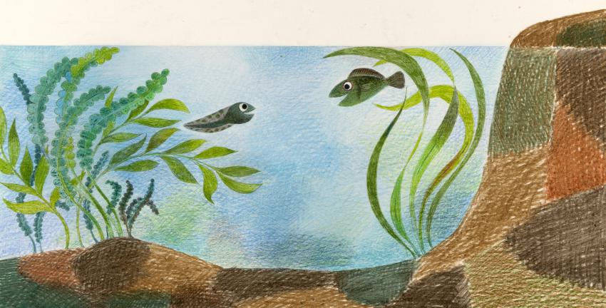Illustration of two fish looking at each other underwater.