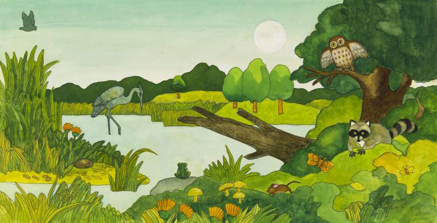 Illustration of raccoon, owl, frog, and turtle in marshy landscape. 