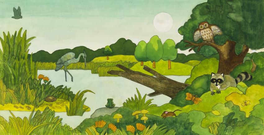 Illustration of raccoon, owl, frog, and turtle in marshy landscape.