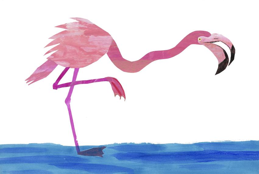 Illustration of flamingo standing in water. 