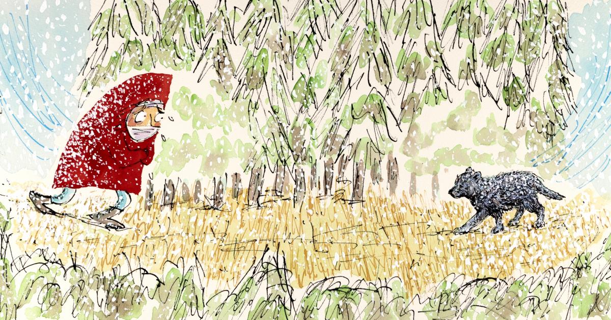 Why Wordless? Carle Museum