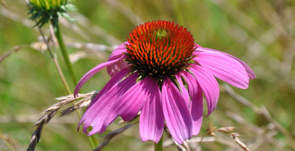 A bright pink Echinacea flower in a meadow. 