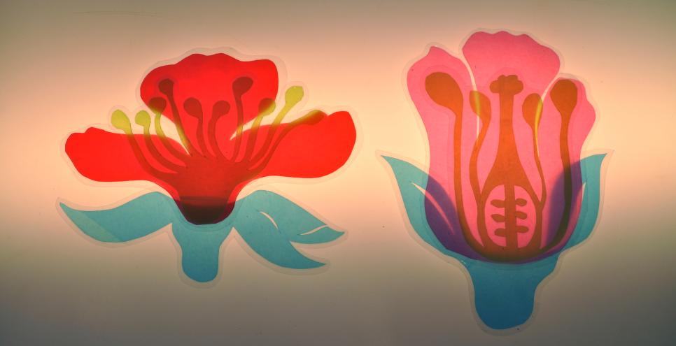 Laminated paper shapes sitting on a light table and stacked to create two separate flower arrangements.