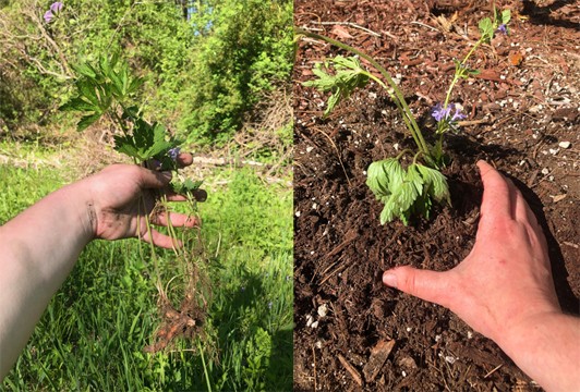 Two images: A hand holding a plant showing its roots. A hand gently pulling a plant by its root ball out of the ground.
