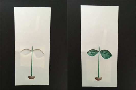 Two images: Paper bean artwork with stalk fully grown up and with leaves appearing after paper has moved to reveal the green leaves.