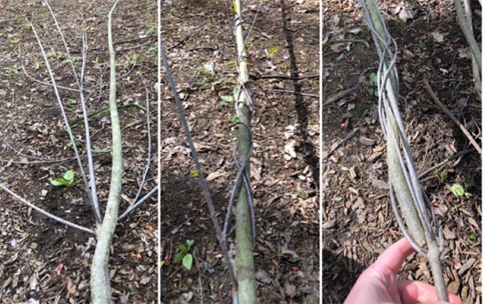 Three images showing flexible branches and vines being twisted and braided together.